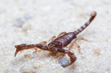 Scorpion creeps on the sand close up