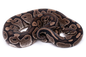 Fototapeta premium ball python snake reptile on white