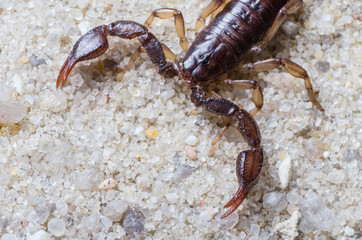 Scorpion creeps on the sand close up