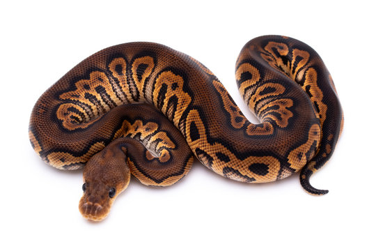 ball python snake reptile on white