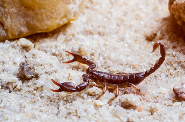 Scorpion creeps on the sand close up