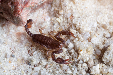 Scorpion creeps on the sand close up