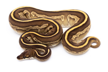 ball python snake reptile on white