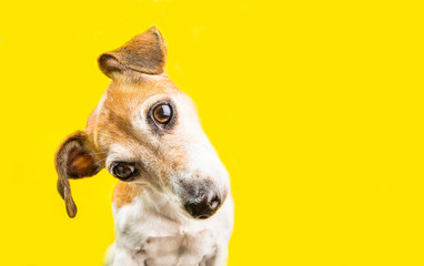 Asking surprised curious lovely dog Jack Russell terrier portrait on yellow background. Bright...