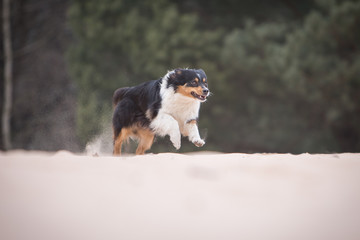 Australian Shepherd dog running on sand in summer
