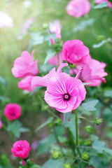 Lavatera blooms in the garden. A beautiful annual flower