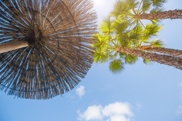 Bottom view of palm leaves against the blue sky on a hot summer day on vacation