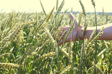 Male hand touching a golden wheat ear in the wheat field. © Stanislaw Mikulski
