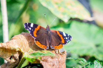 The butterfly  a peacock eye  sits on a dry leaf in the fall on a sunny day_