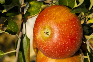 There is an apple on the tree