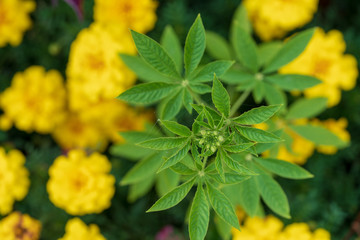 Grüne Pflanze vor gelben Blumen