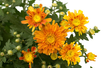 Herbstchrysantheme