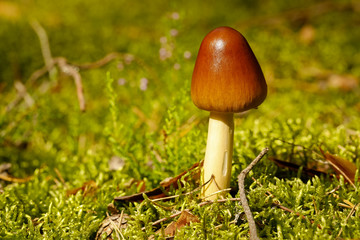Toadstool grows in the forest