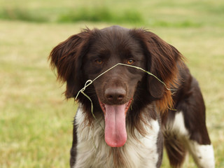 Kleiner M&uuml;nsterl&auml;nder