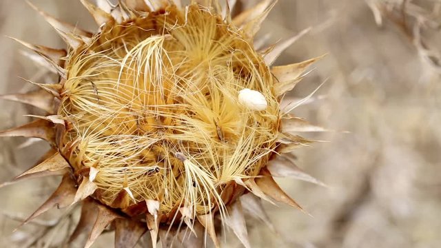 dry thistle (Cynara cardunculus) and seeds in nature on a summer day