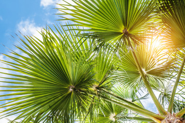 Fototapeta na wymiar Background of palms and blue sky, concept of beach holiday in the resort