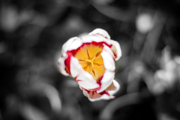 Tulip