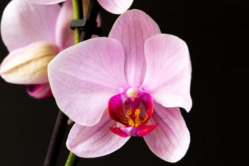 Orchid Head, Isolated, Homeflowers, Indoor Flowers 5