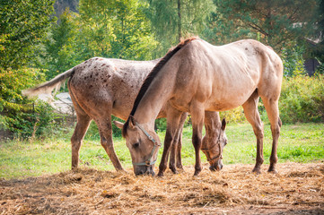Horses