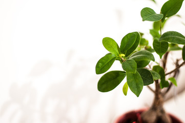 Plant