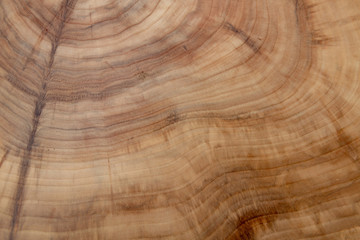 Fototapeta premium Tree cut. Wooden texture of the cut-off tree.Wooden background, Abstract background.The internal rings structure of the tree.