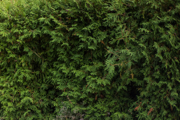 Thuja occidentalis background, texture: natural green beautiful fence - obrazy, fototapety, plakaty