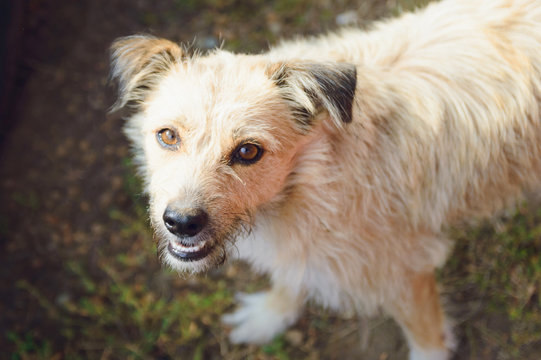 A sad, thoroughbred abandoned dog. Portrait, close-up.