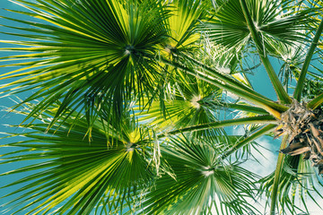 Obraz na płótnie Canvas Beach with palm trees leaves and beautiful blue sky