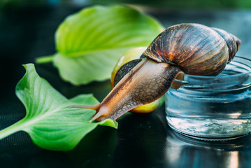 A brown-yellow colored snail sits on a jar. She looks at the green leaf near her on a black background