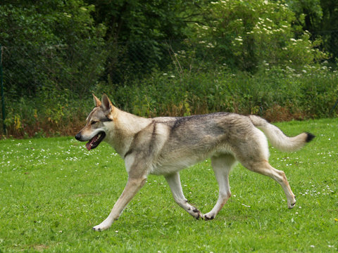 Tschechoslowakischer Wolfhund