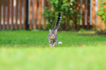 Little British kitten is walking on the green grass
