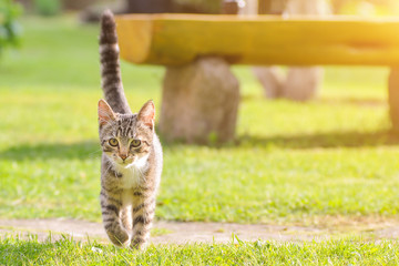 Little British kitten is walking on the green grass - 221347291