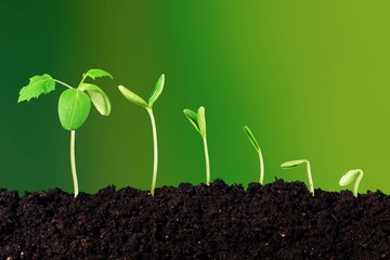 Growth of new life on  background