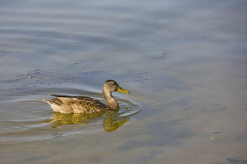A Duck on the water