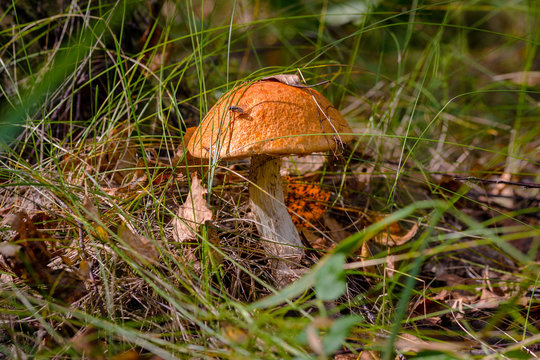 mushroom grows among the grass