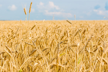 wheat field ready for harvest