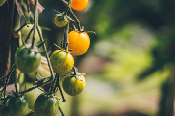 Agriculture and farming - cultivation of tomato varieties