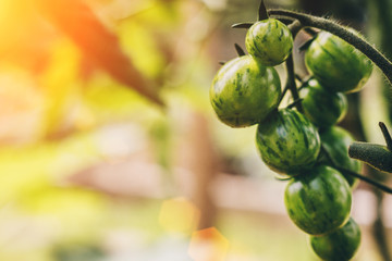 Agriculture and farming - close-up of green tomatoes