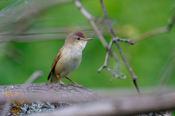 Камышовка болотная. Marsh Warbler (Acrocephalus palustris).