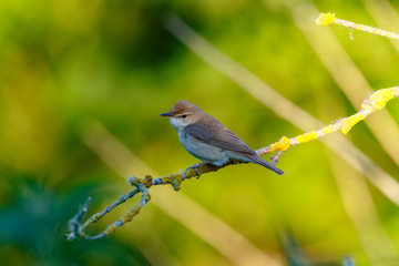 Камышовка болотная. Marsh Warbler (Acrocephalus palustris).