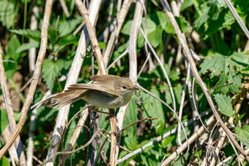 Камышовка болотная. Marsh Warbler (Acrocephalus palustris).