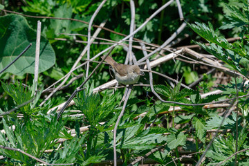 Камышовка болотная. Marsh Warbler (Acrocephalus palustris).