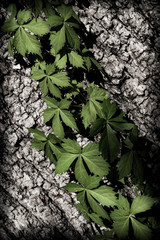 green ivy on the wall