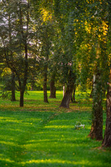 the sun's rays in the autumn Park, sunset through the leaves of trees