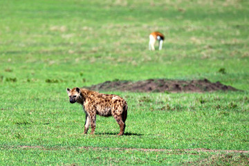Young spotted hyena or crocuta in savannah