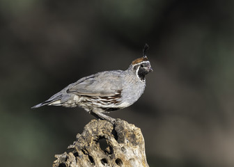 Gambel's quail