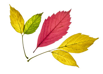 collection of beautiful colorful yellow, red and green autumn leaves isolated on white background