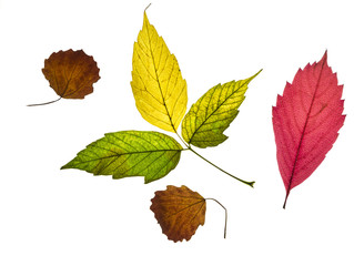 collection of beautiful colorful yellow, red and green autumn leaves isolated on white background