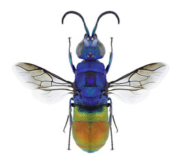 Wasp Chrysis comparata on a white background