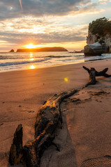Cathedral Cove beach with dead tree trunk, New Zealand